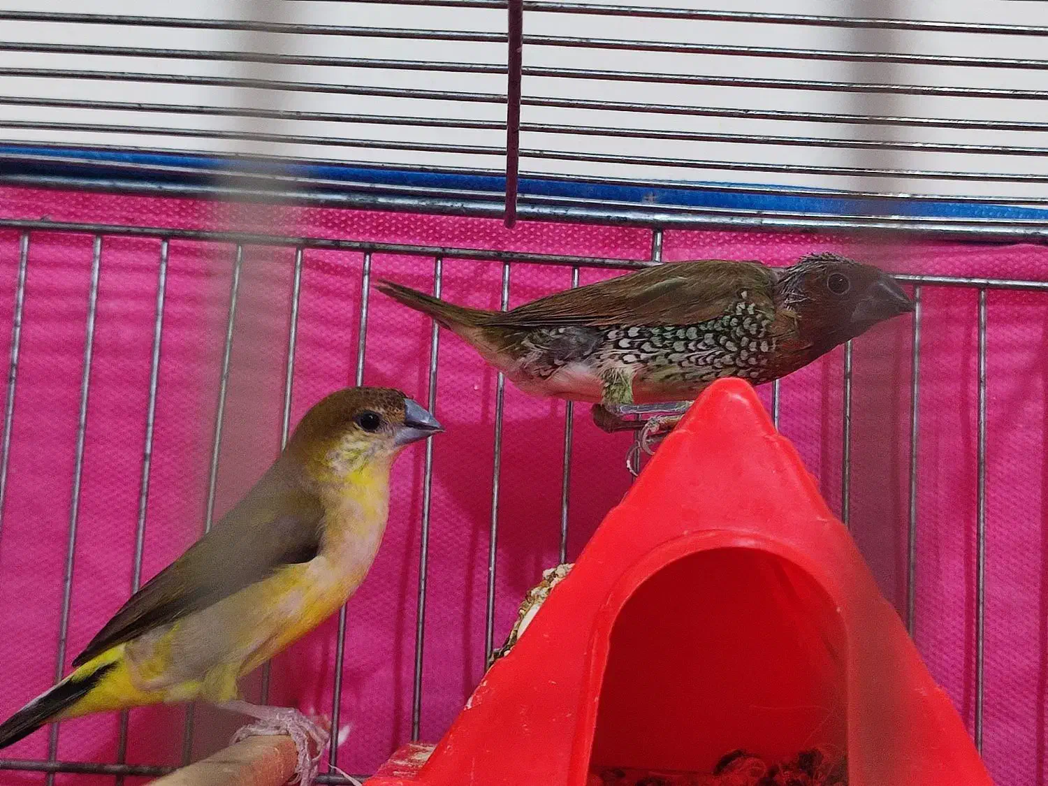 فنچ|پرنده|زاهدان, |دیوار