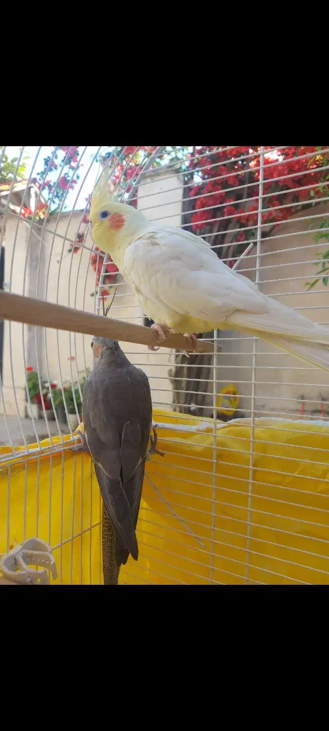 یک جفت عروس هلندی تخم گذار الان هم  تخم گداشته|پرنده|کوچصفهان, |دیوار