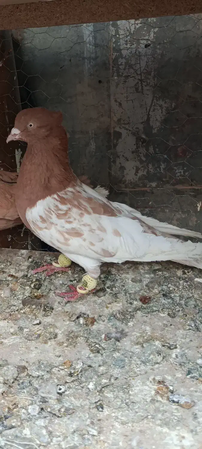 کفتر|پرنده|شیراز, شهدای شهرک سعدی|دیوار