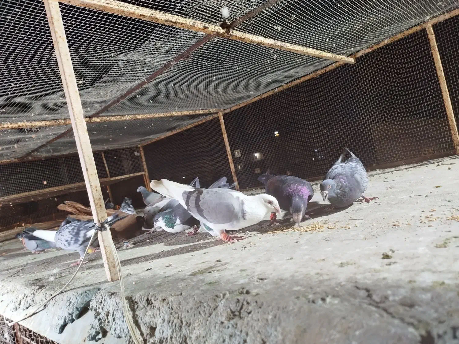 20 طوق جفتی650|پرنده|چابهار, |دیوار