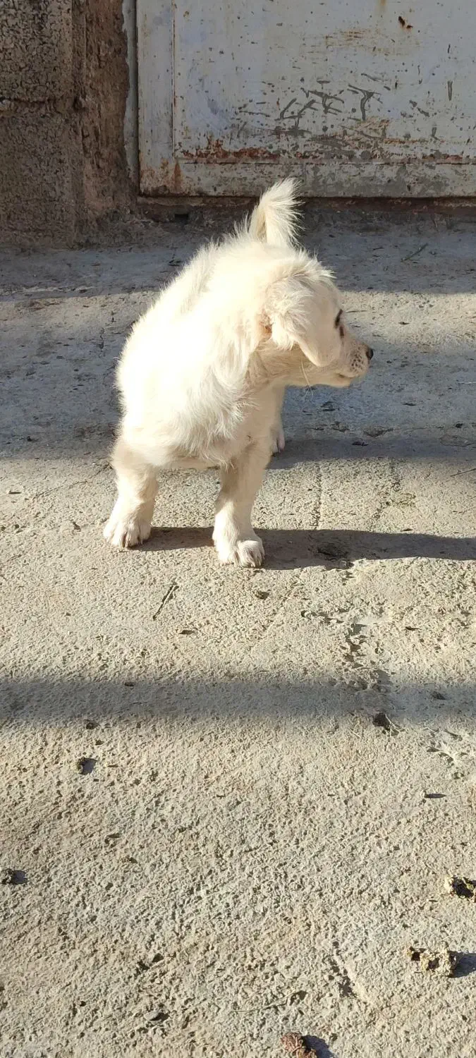 توله تول|سگ|ملایر, |دیوار