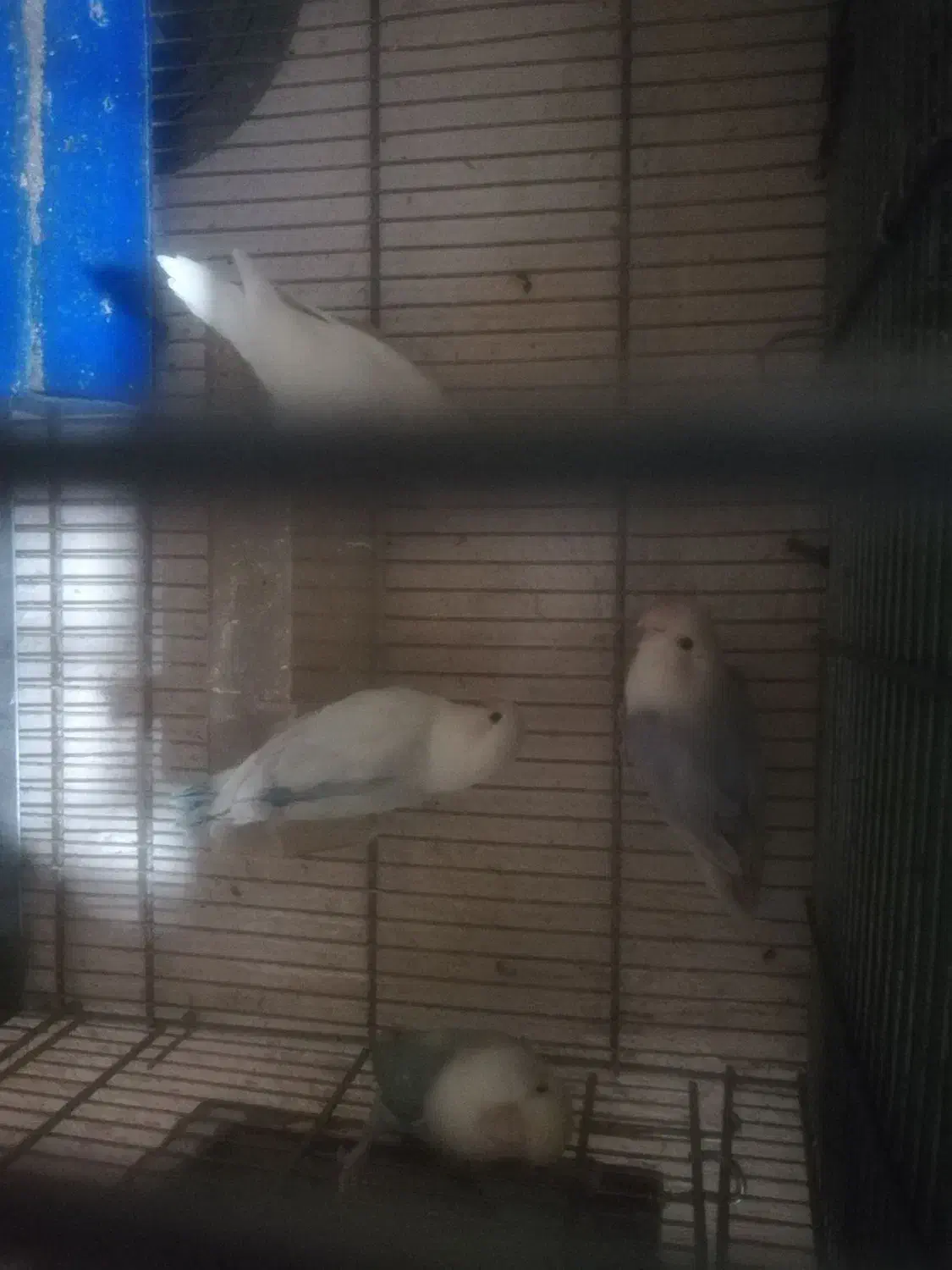 کوتوله مارال جفت شده وجوانه|پرنده|فسا, |دیوار