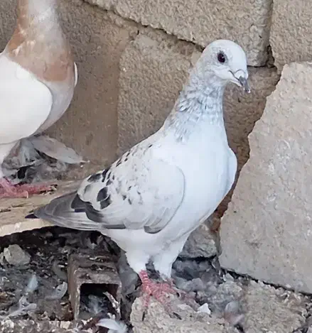 سرور شامی پیازی کرم جفتی|پرنده|وحدتیه, |دیوار