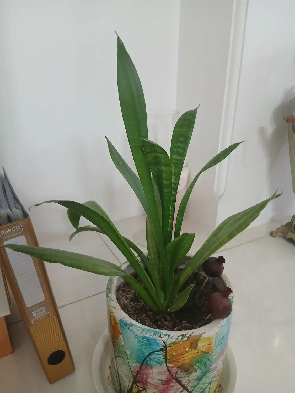 گل طبیعی با گلدون آماده بسیار زیبا|گل و گیاه طبیعی|قم, انسجام|دیوار