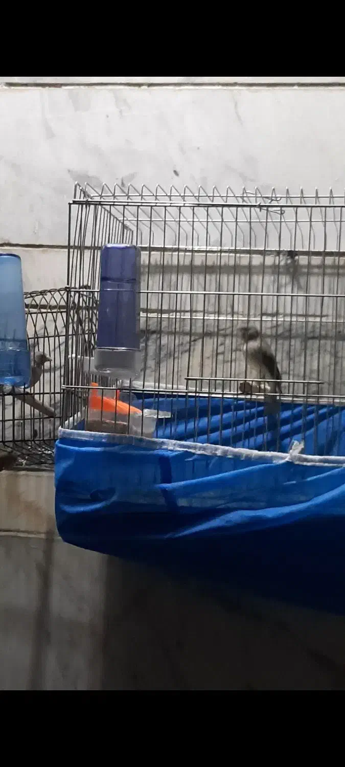 یاسمین طوسی نر و ماده پلاک پا|پرنده|شیراز, کوشک میدان|دیوار