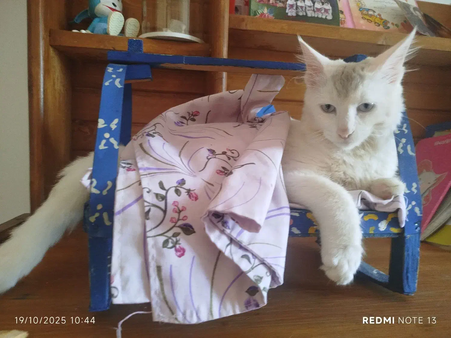 گربه 8ماهه|گربه|لنگرود, |دیوار