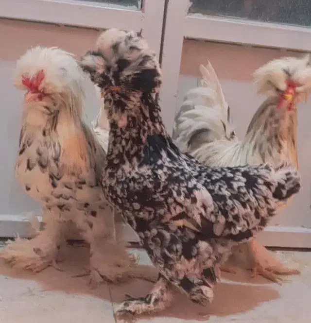 تخم مرغ سلطان|حیوانات مزرعه|ورامین, ورامین|دیوار