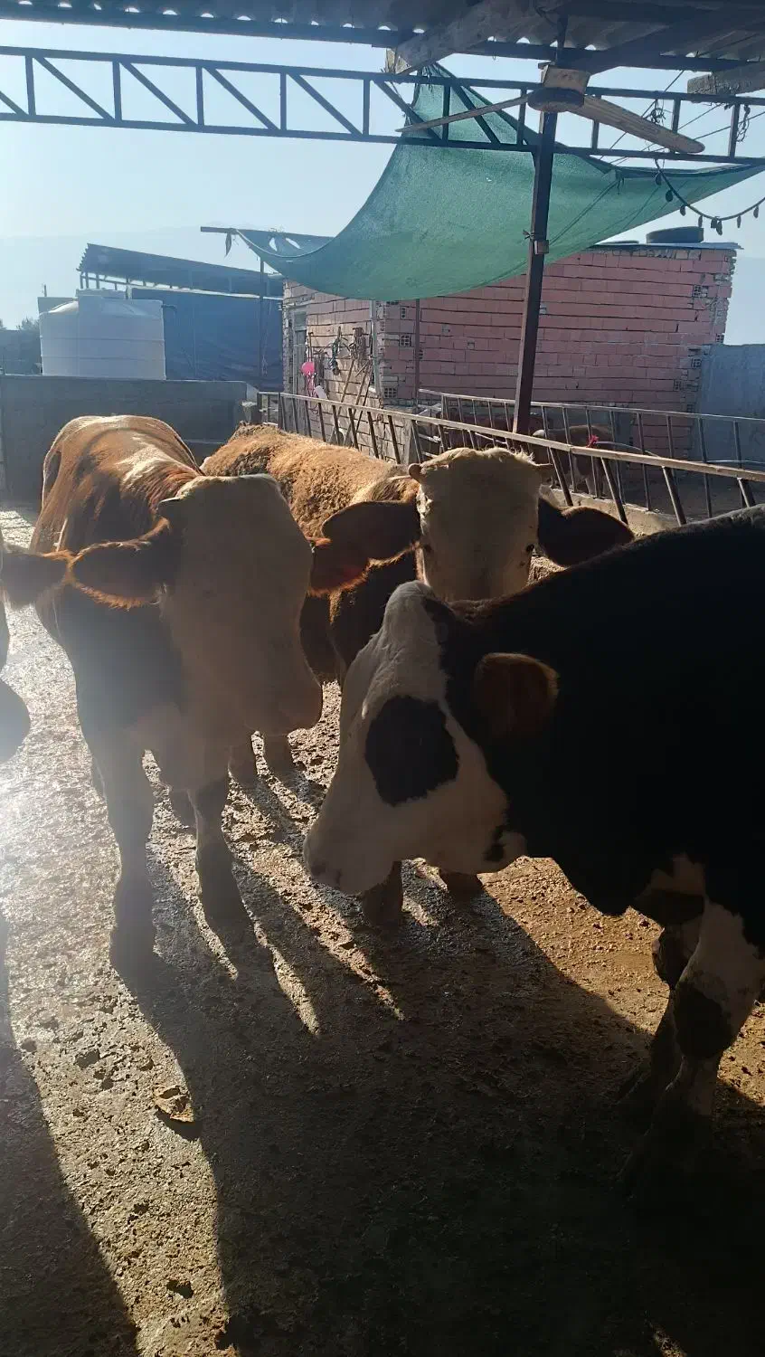 خرید و فروش انواع گوساله|حیوانات مزرعه|کهنوج, |دیوار