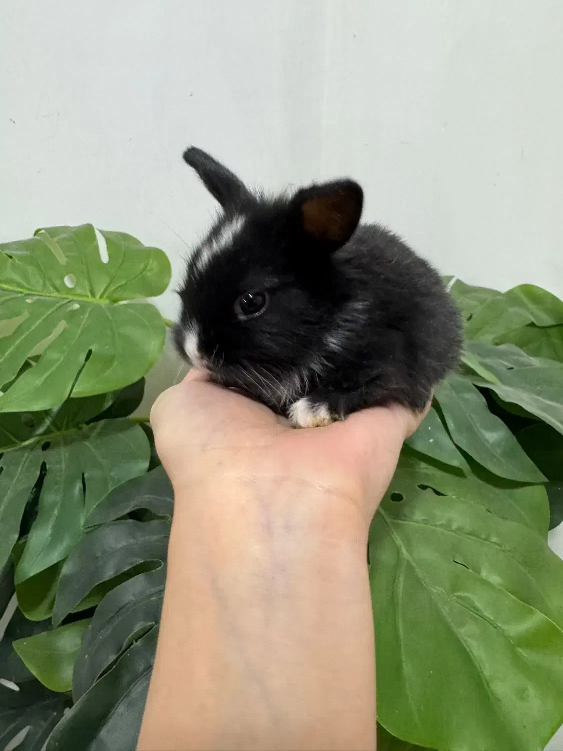 خرگوش نیمه لوپ|موش و خرگوش|خمام, |دیوار