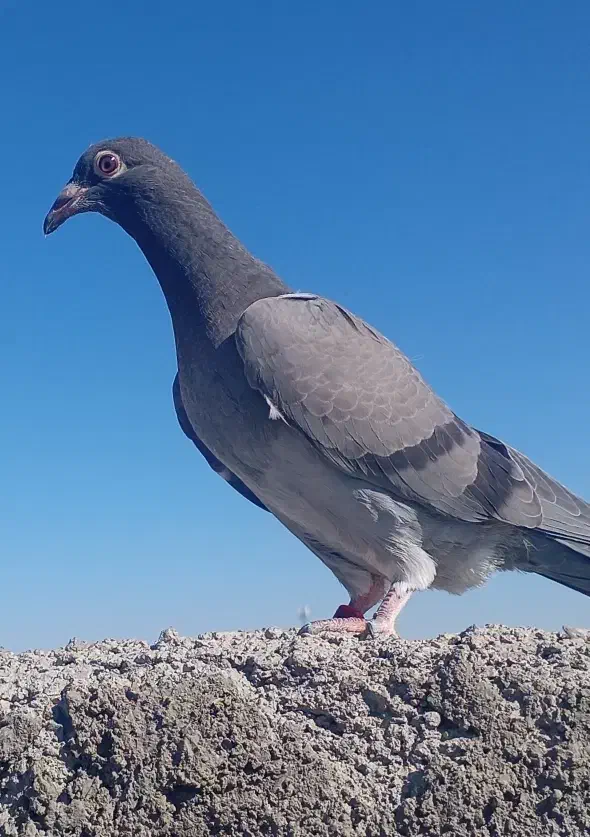 دوتا سبز|پرنده|بیرجند, |دیوار