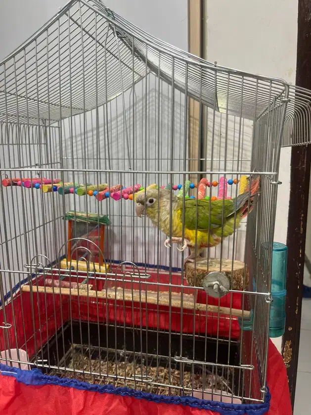 گرینچیک سینه قرمز|پرنده|اهواز, کوی باهنر|دیوار