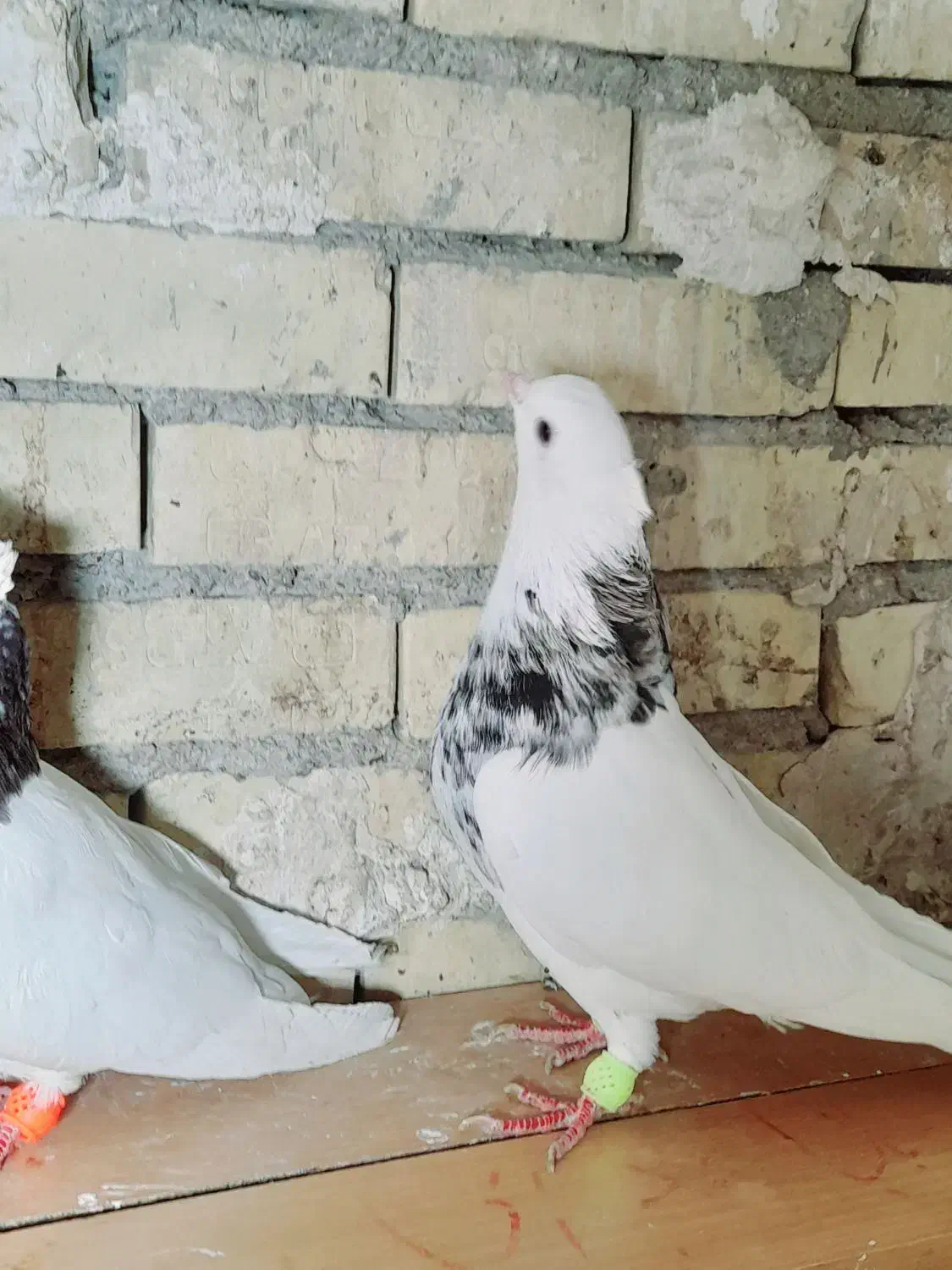 جفت طوقی|پرنده|رامشیر, |دیوار