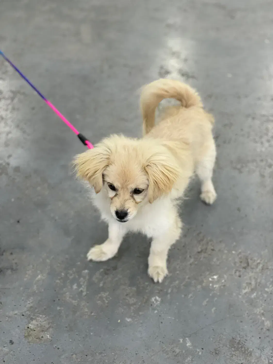 اشپیتز ۳ ماهه ماده|سگ|بابلسر, |دیوار