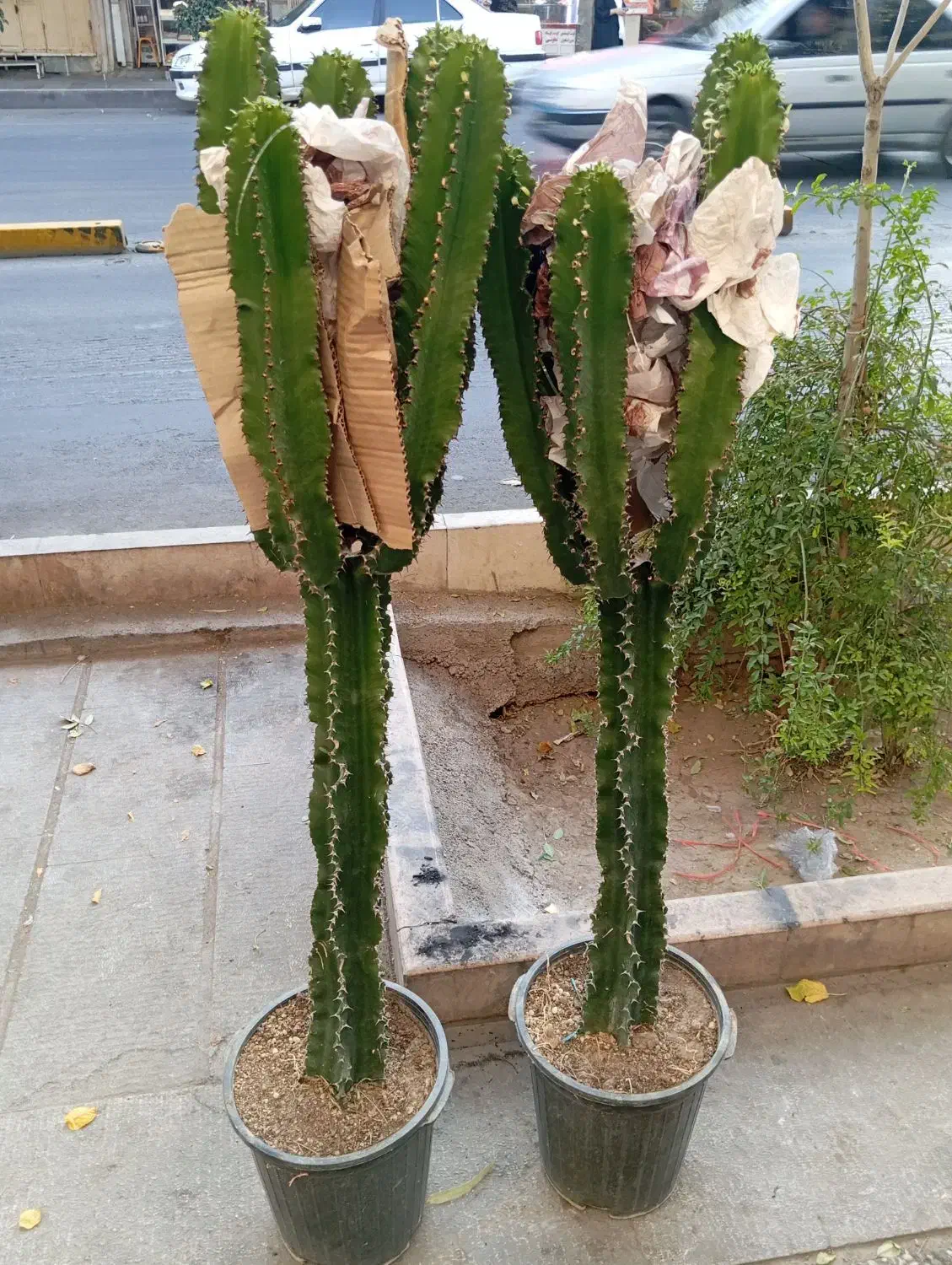 گل و گیاه|گل و گیاه طبیعی|شیراز, شاهچراغ|دیوار