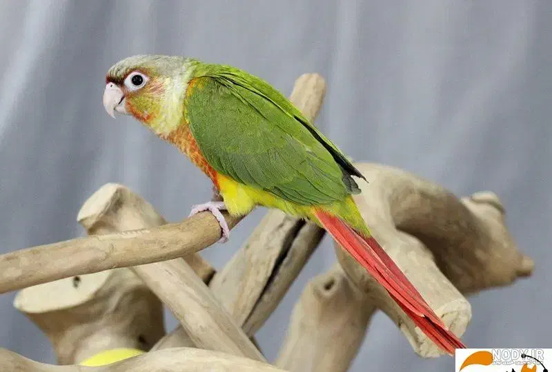 گمشده طوطی گرینچیک|حیوانات|ارومیه, |دیوار