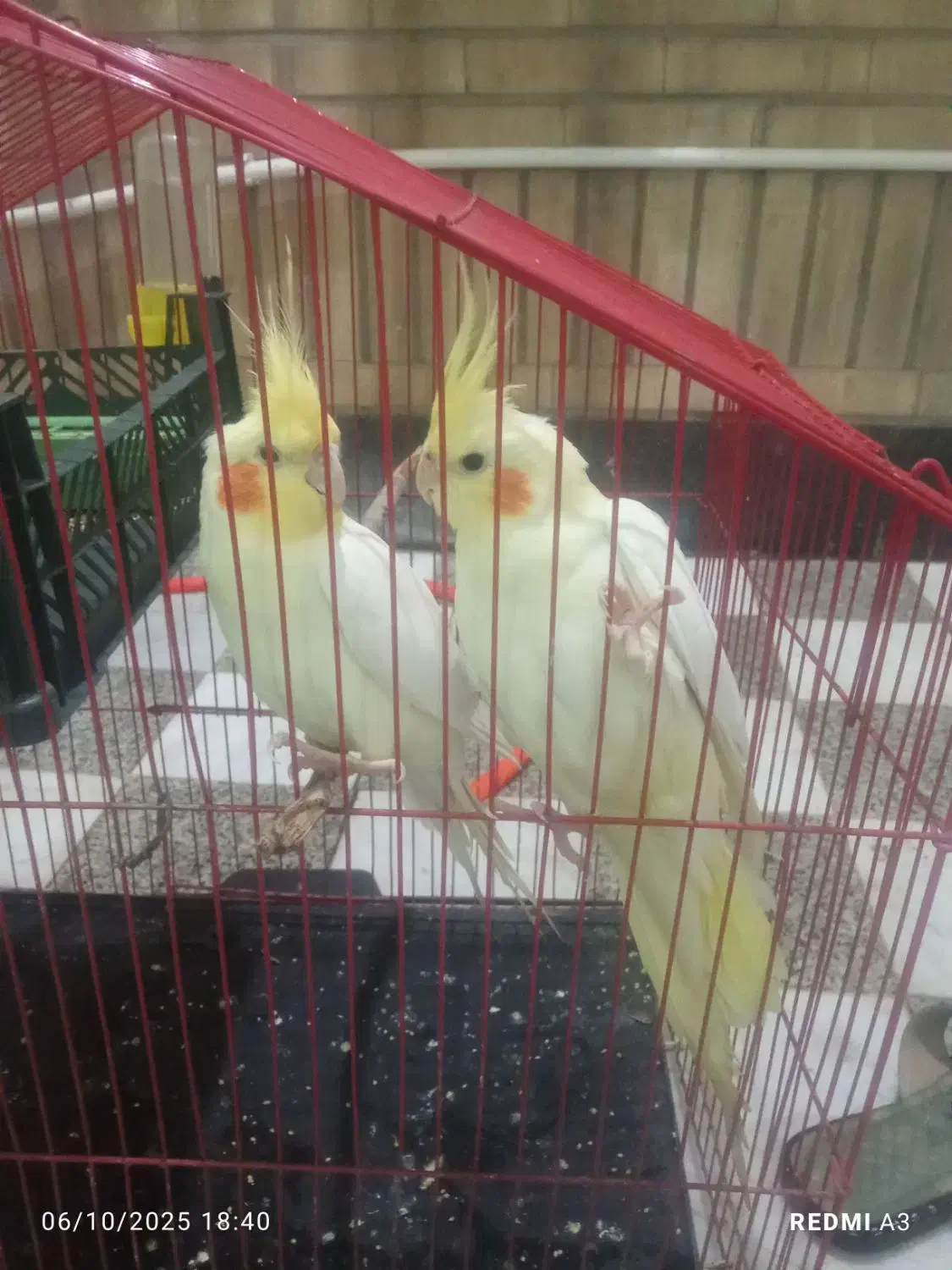 عروس هلندی|پرنده|دهلران, |دیوار