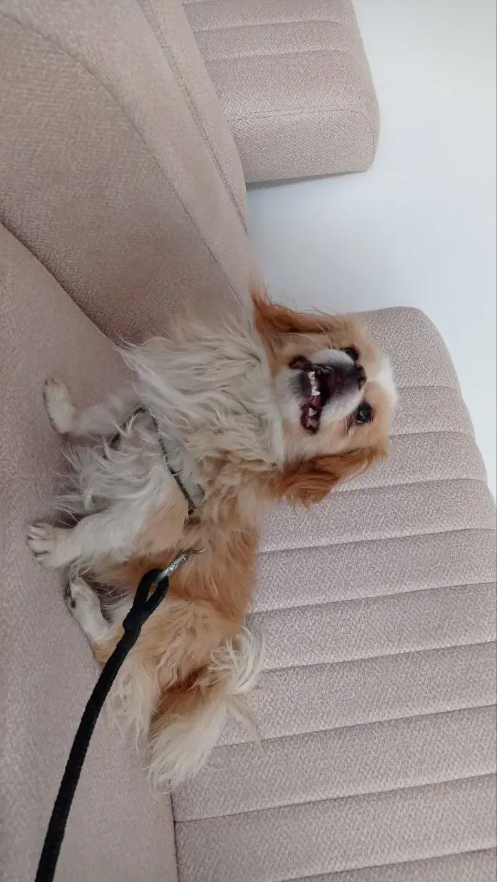 پاکوتا|سگ|بستان آباد, |دیوار