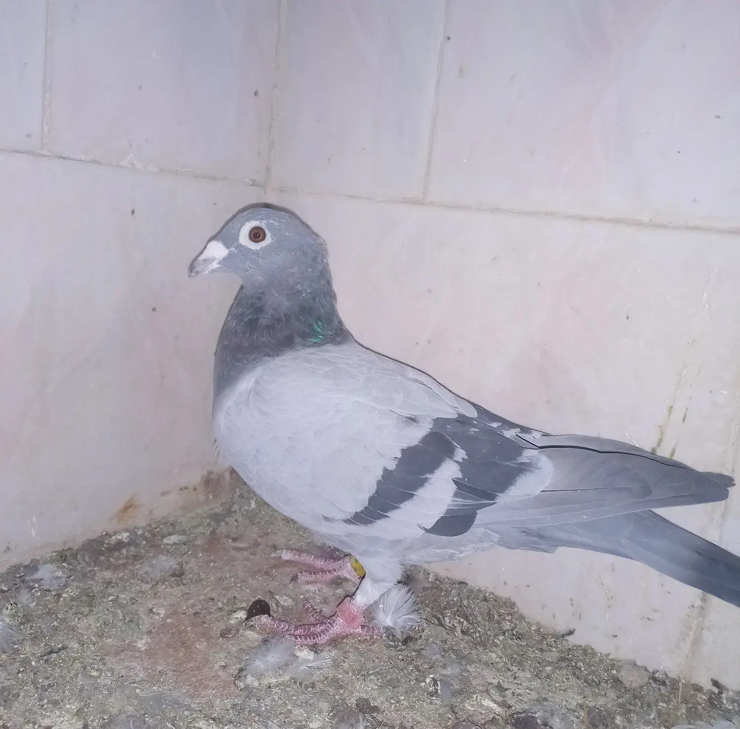 کبوتر|پرنده|مسجد سلیمان, |دیوار