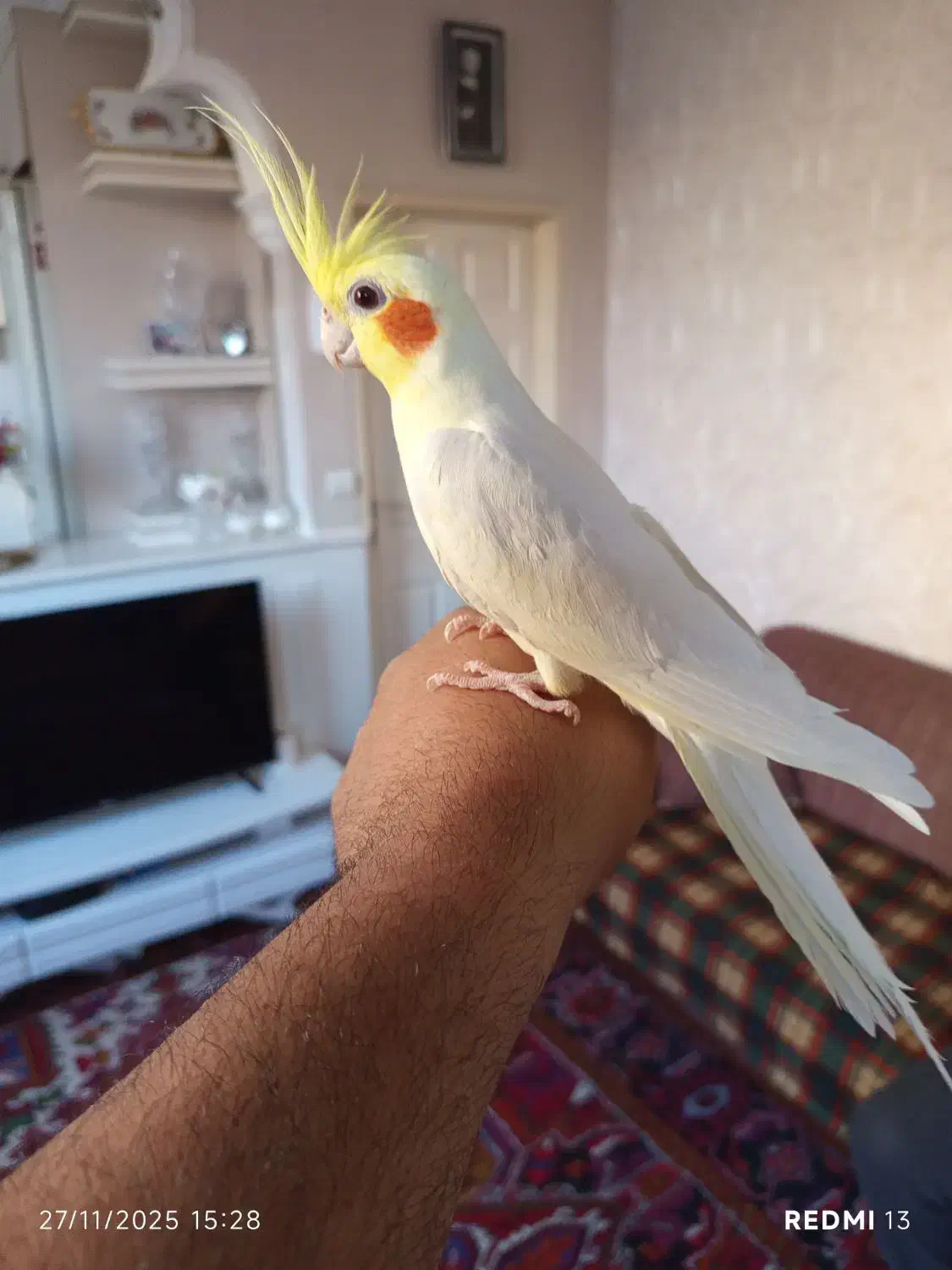 عروس هلندی درشت فول اهلی با قفس بزرگ کاسکویی|پرنده|تبریز, |دیوار