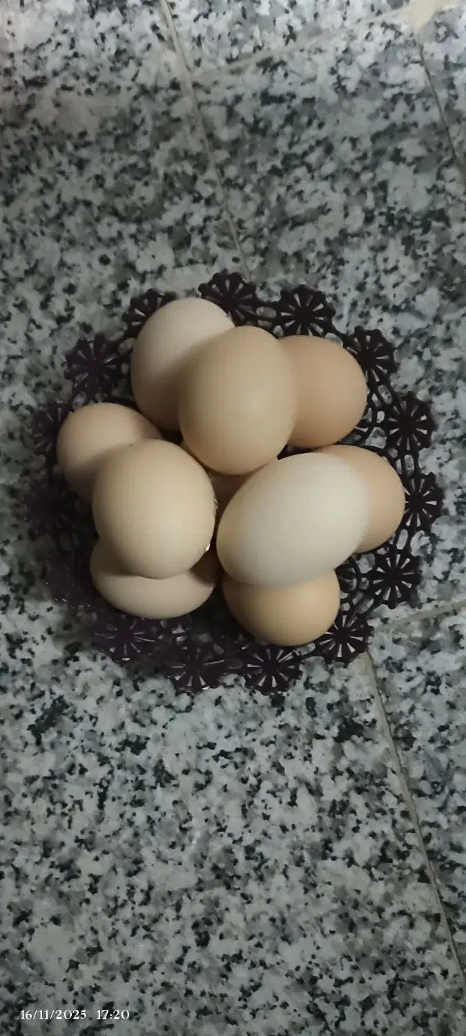 جوجه و تخم مرغ برهما|حیوانات مزرعه|دلند, |دیوار