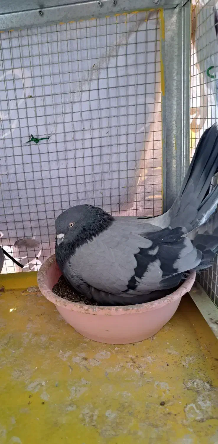 کبوتر اصفهانی|پرنده|برخوار, |دیوار