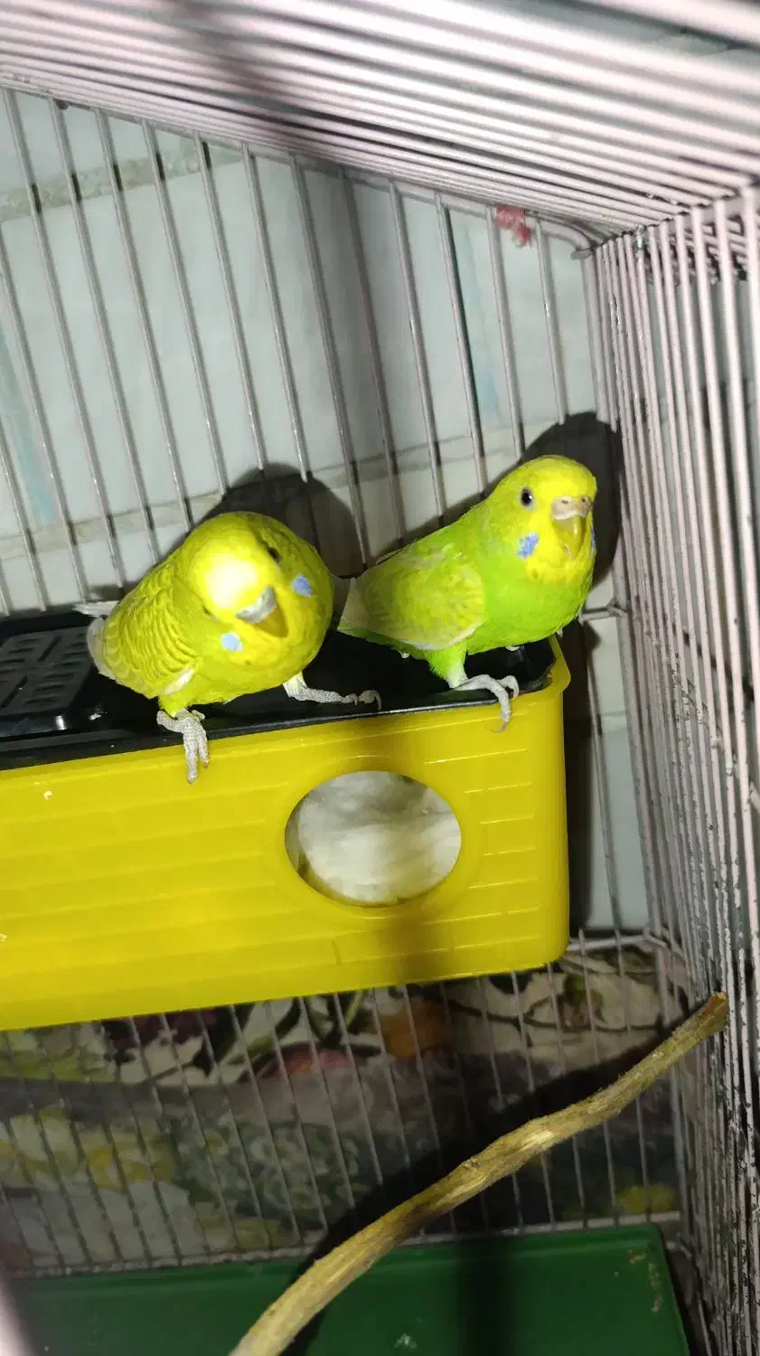 مرغ عشق مولد|پرنده|دورود, |دیوار