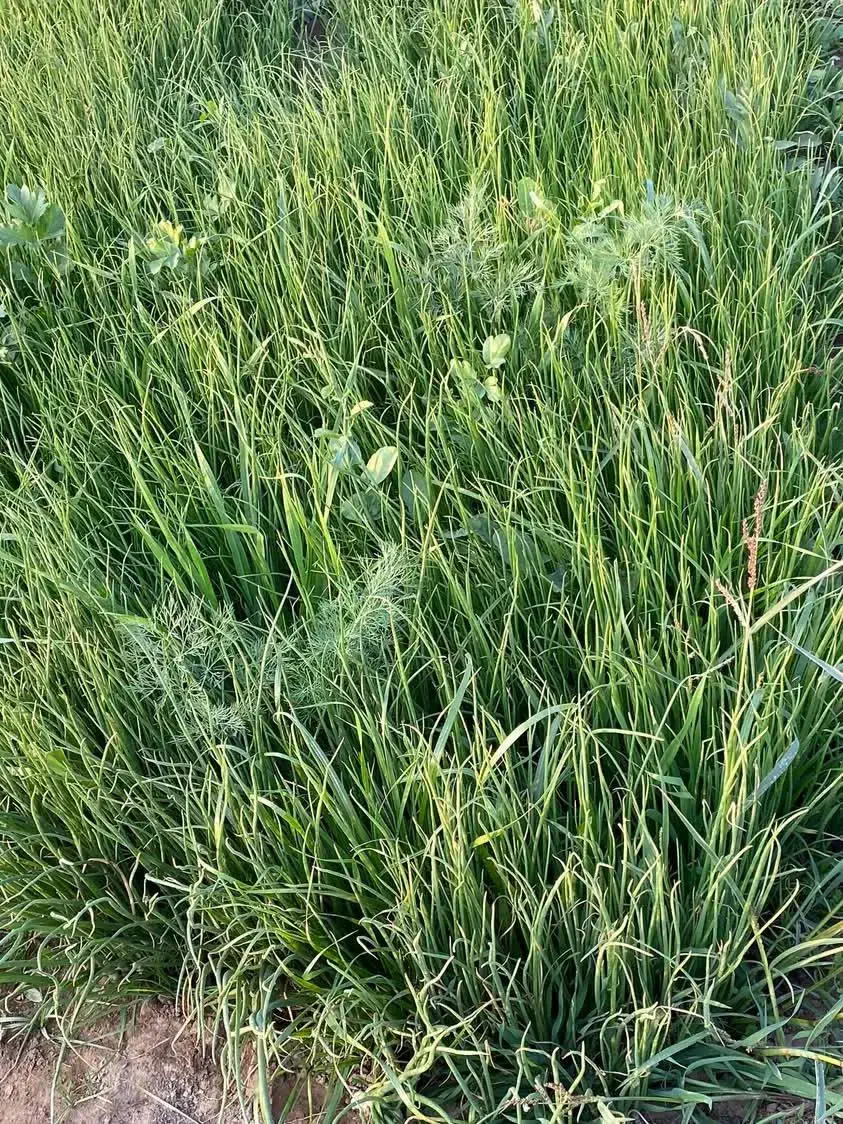 نهال پیاز مینروا دستگیری|گل و گیاه طبیعی|جیرفت, |دیوار