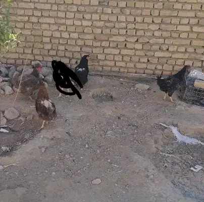 مرغ محلی. ولایتی|حیوانات مزرعه|تربت‌حیدریه, ترمینال|دیوار