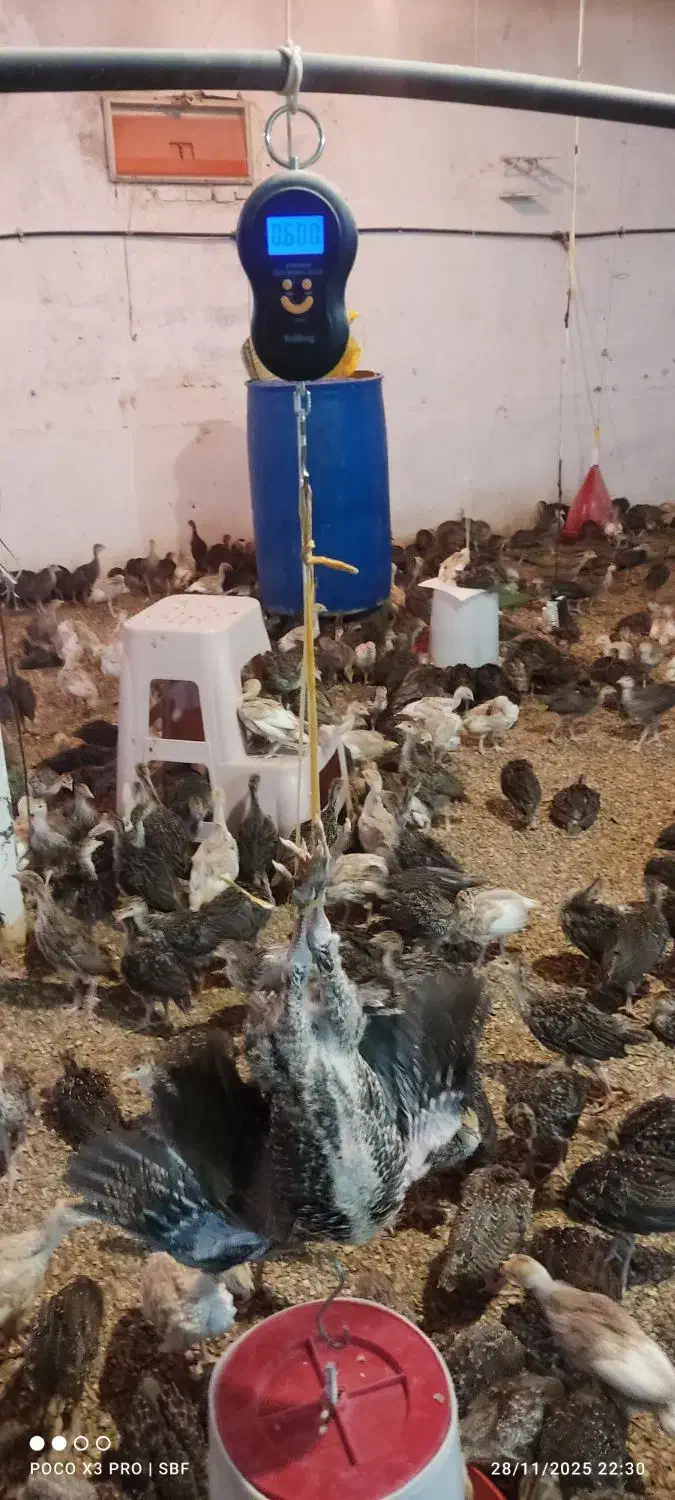 بوقلمون یک ماهه 600گرم|حیوانات مزرعه|شهریار, رزکان|دیوار