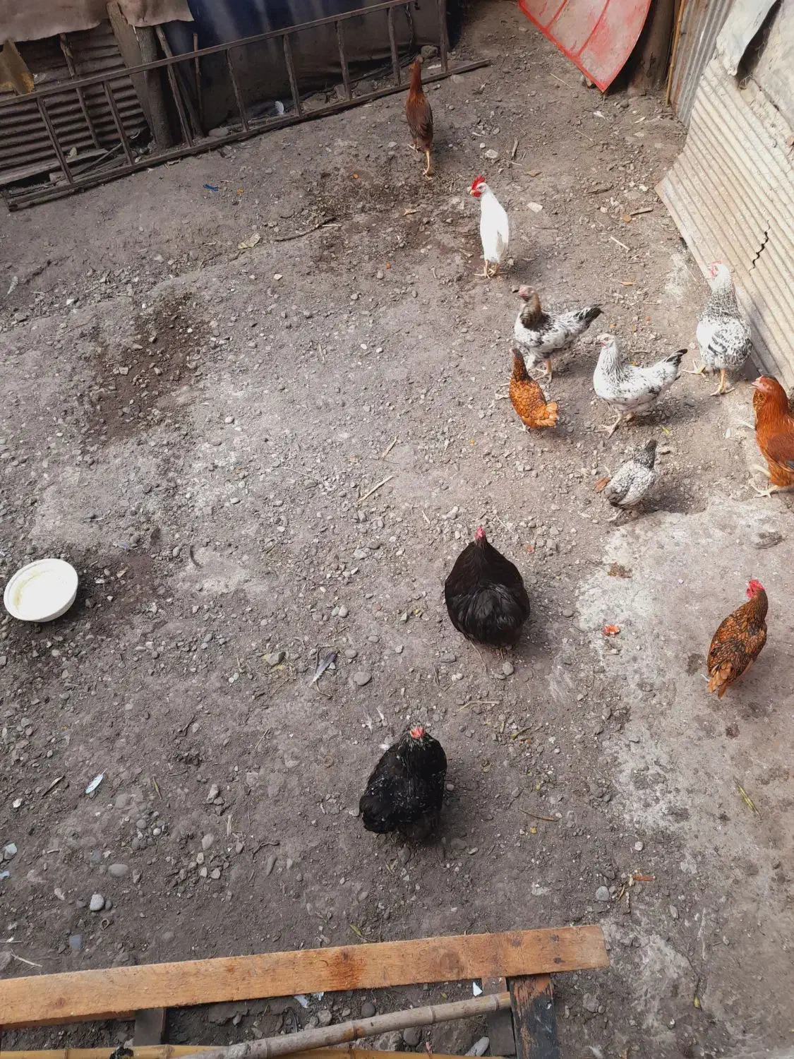 مرغ وخروس سبرایت وکوشین|حیوانات مزرعه|آستانه اشرفیه, |دیوار