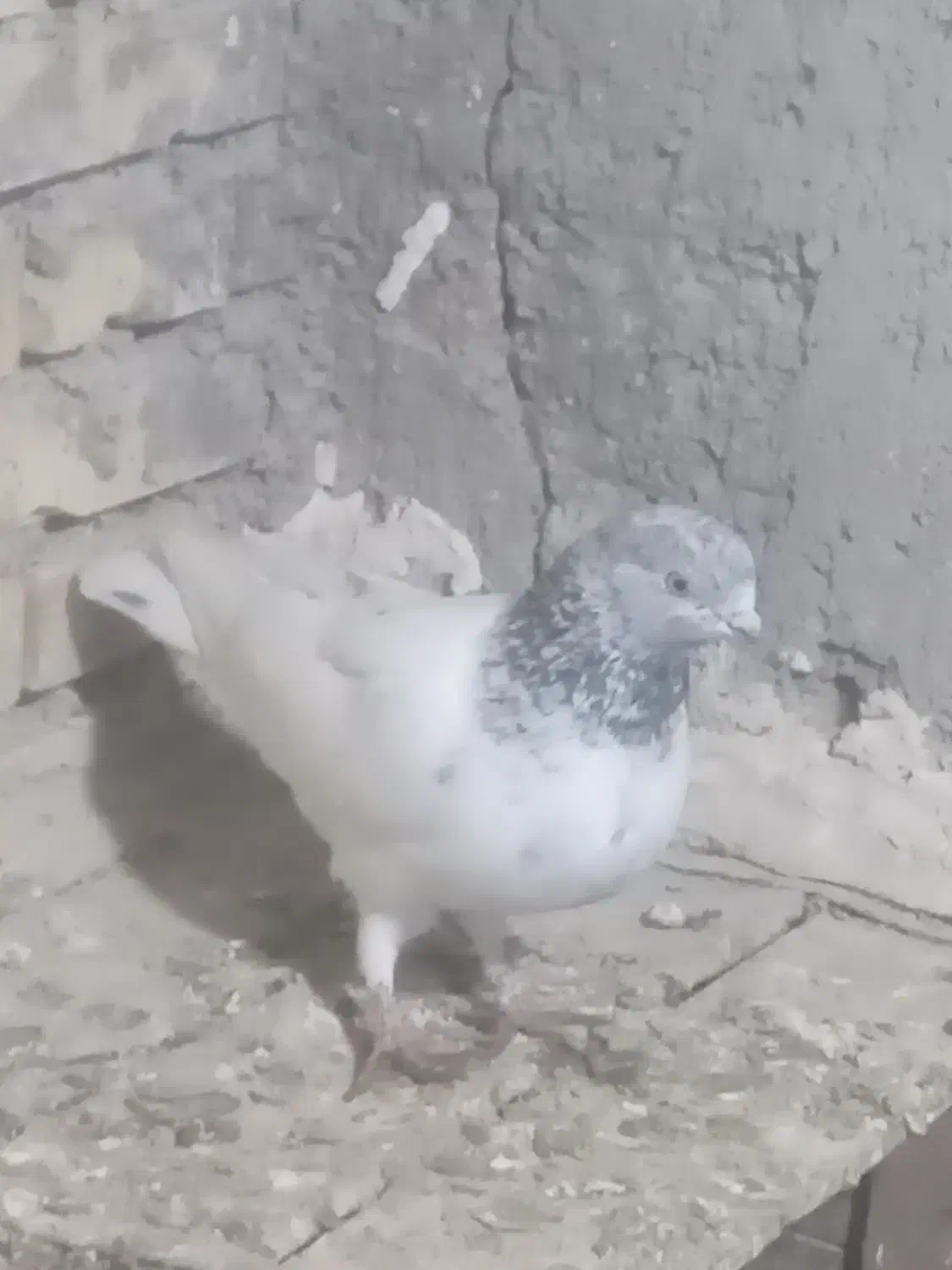 کبوتر پرشی 1روز پرش|پرنده|خرمشهر, |دیوار