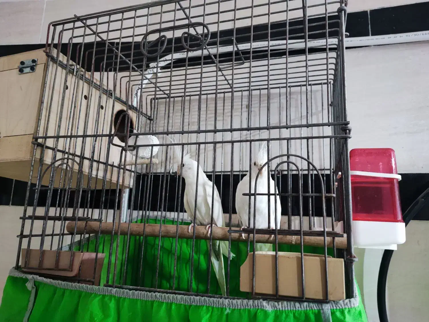 عروس هلندی|پرنده|قشم, |دیوار