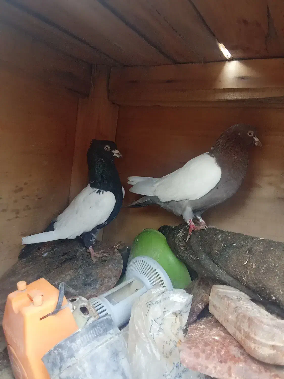 کبوتر  سینه|حیوانات|میاندوآب, |دیوار