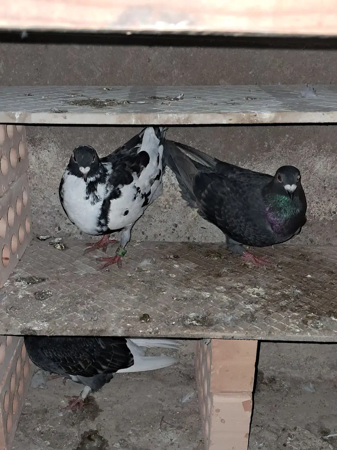 کبوتر دورگ|پرنده|خان ببین, |دیوار