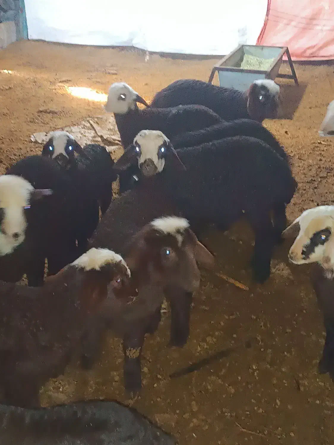 میش بره دار|حیوانات مزرعه|بشاریات, |دیوار