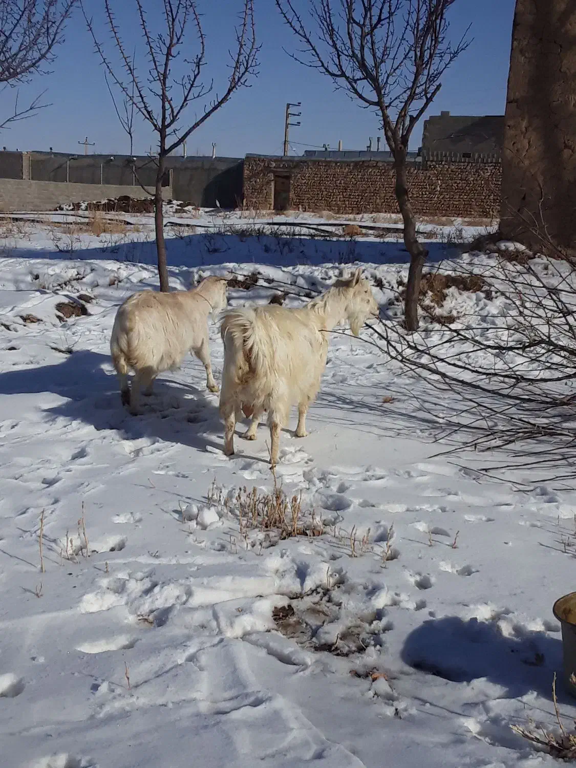 سانن|حیوانات مزرعه|سجاس رود, |دیوار