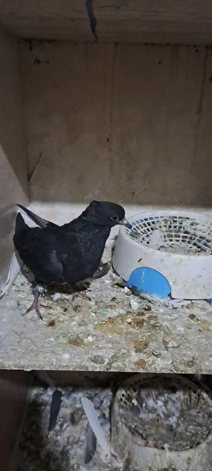 کبوتر|پرنده|رامشیر, |دیوار