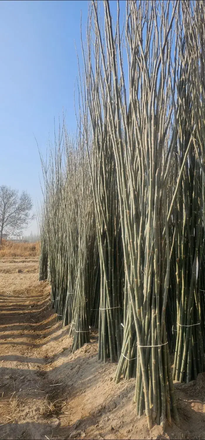 نهال کبوده و صنوبر نیگرا ترکیه|خدمات باغبانی و درختکاری|اردبیل, |دیوار