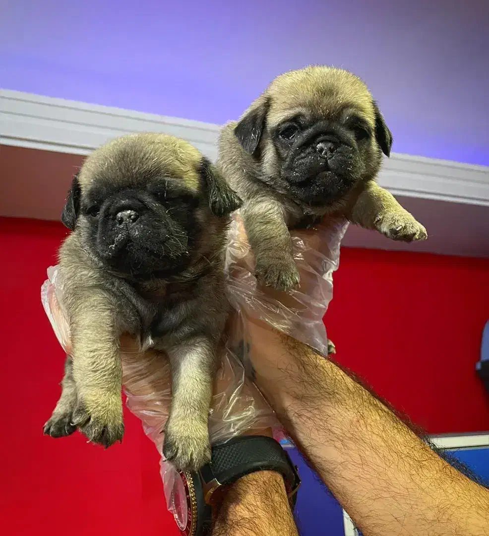 توله های گرد و قلمبه پاگ|سگ|تهران, درکه|دیوار