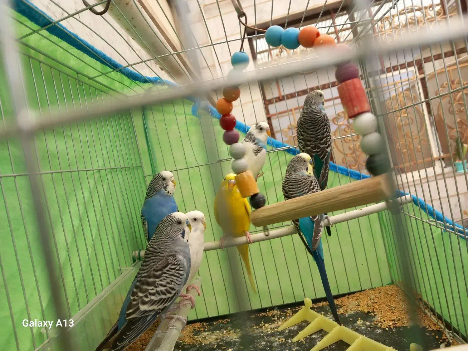 مرغ عشق  سالم و سرحال و آماده|پرنده|خرمدره, |دیوار