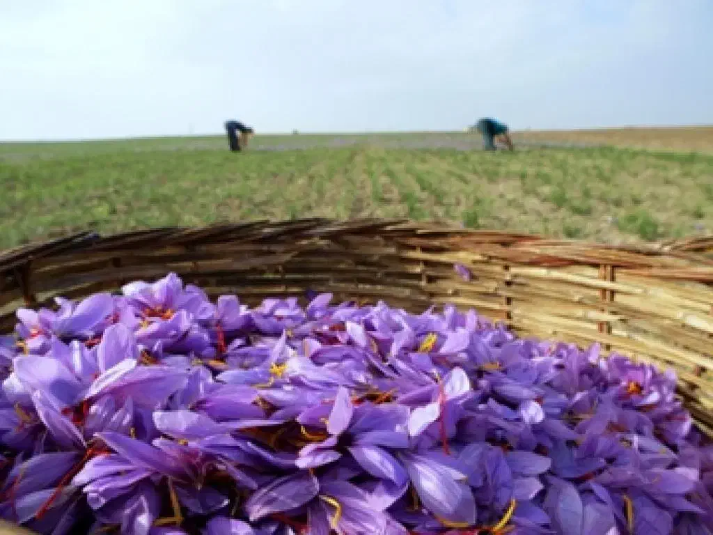 زعفران اصل ایرانی|خوردنی و آشامیدنی|تهران, ایرانشهر|دیوار