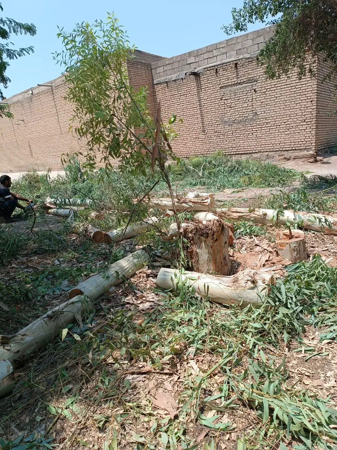 خرید انواع چوب|خدمات باغبانی و درختکاری|شوشتر, |دیوار