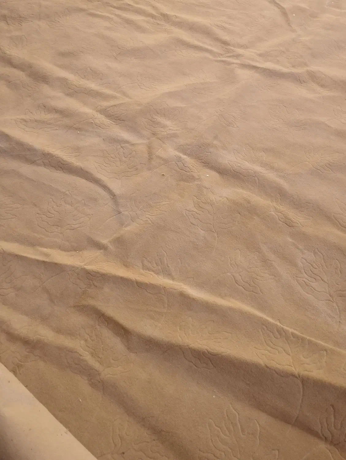 موکت|موکت|کرمانشاه, |دیوار