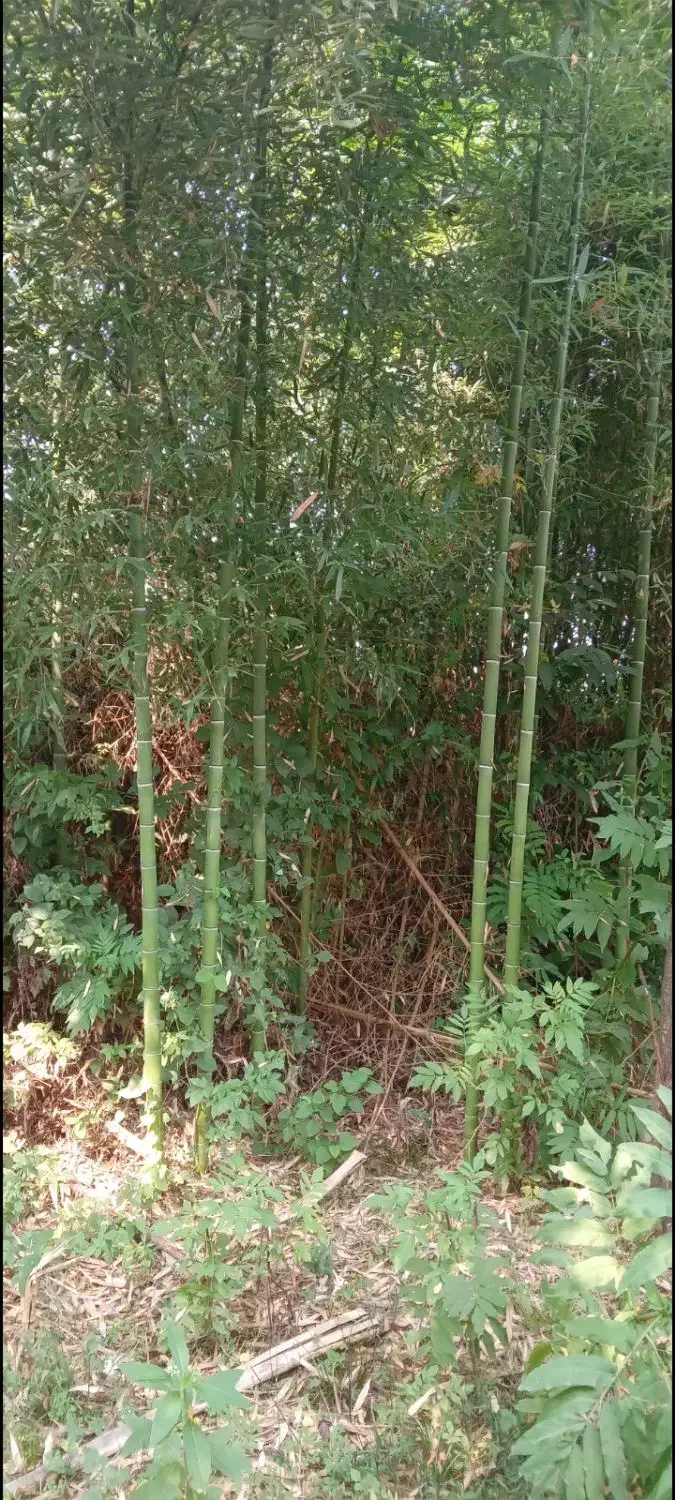 چوب خیزران یا همون بامبو ل له قیمت مناسب|گل و گیاه طبیعی|سنگر, |دیوار