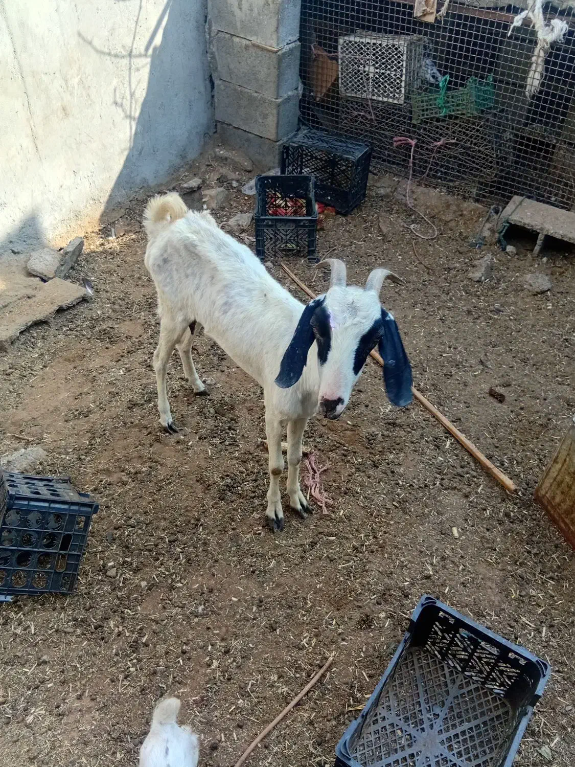 بز فروشی|حیوانات مزرعه|میناب, |دیوار