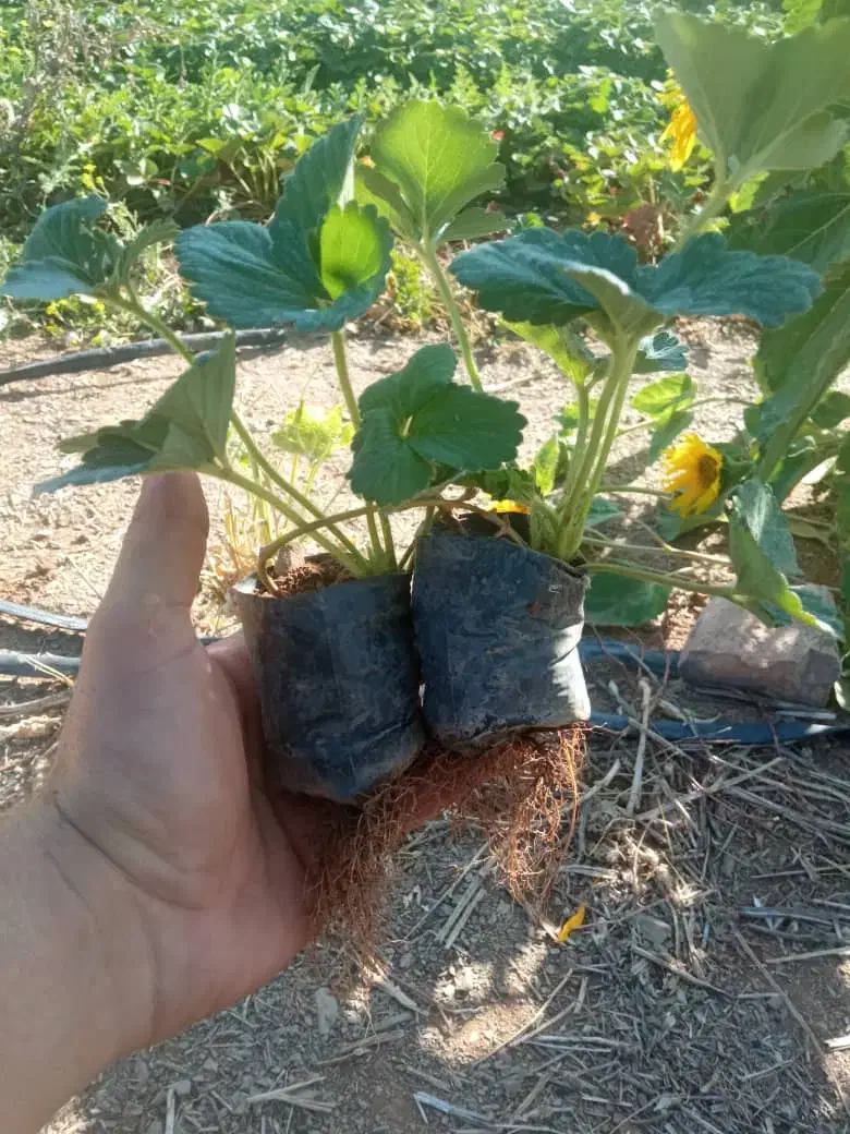 نشا توت فرنگی|خدمات باغبانی و درختکاری|مریوان, |دیوار