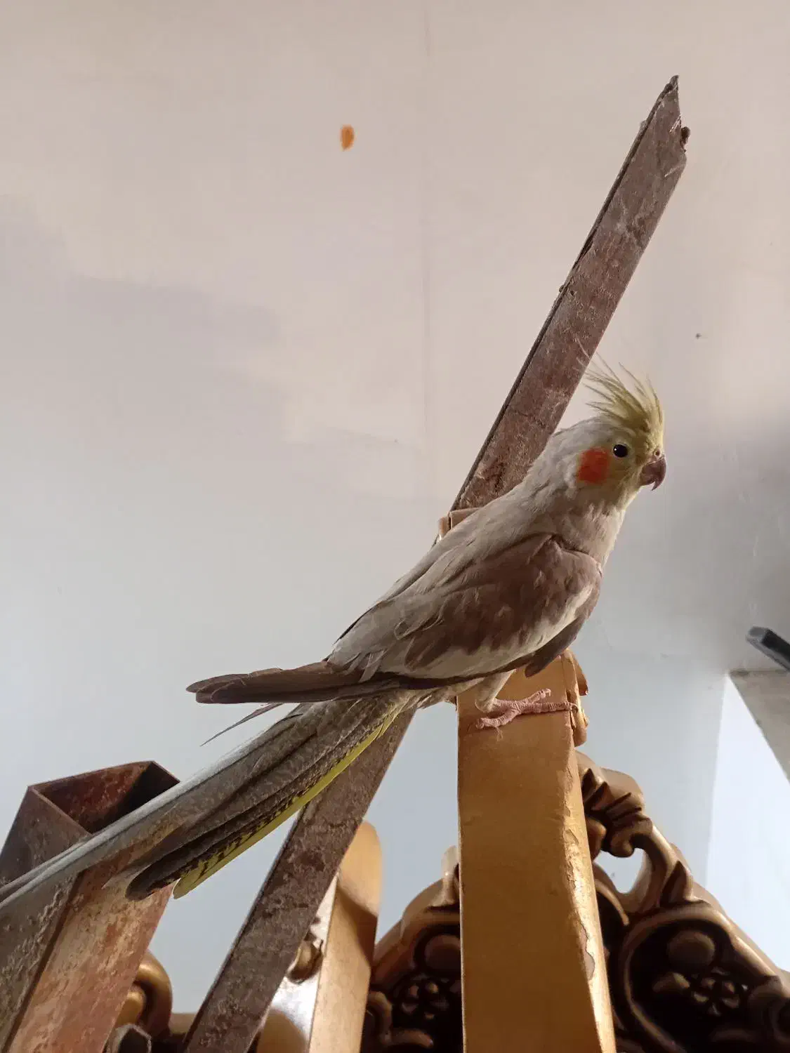 پرنده گان اهلی خوب|پرنده|بومهن, |دیوار