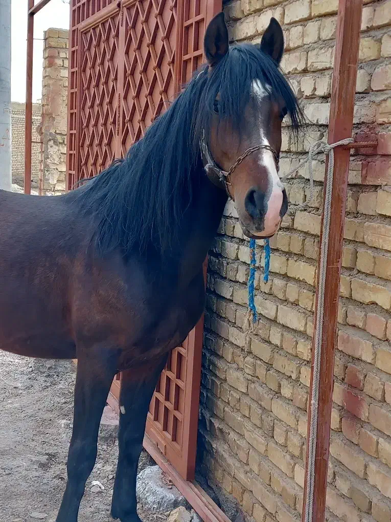 نریان سواریدار تعزیه رو|اسب و تجهیزات اسبسواری|ورزنه, |دیوار