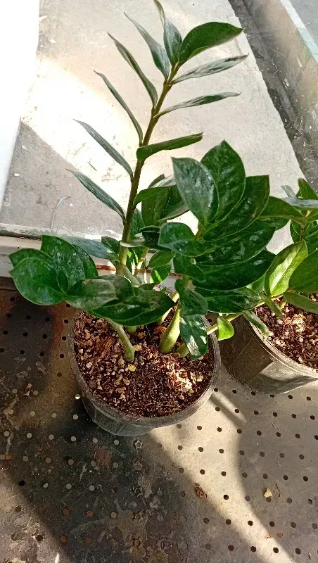 گل و گیاه آپارتمانی|گل و گیاه طبیعی|کرج, کوی کارمندان جنوبی|دیوار