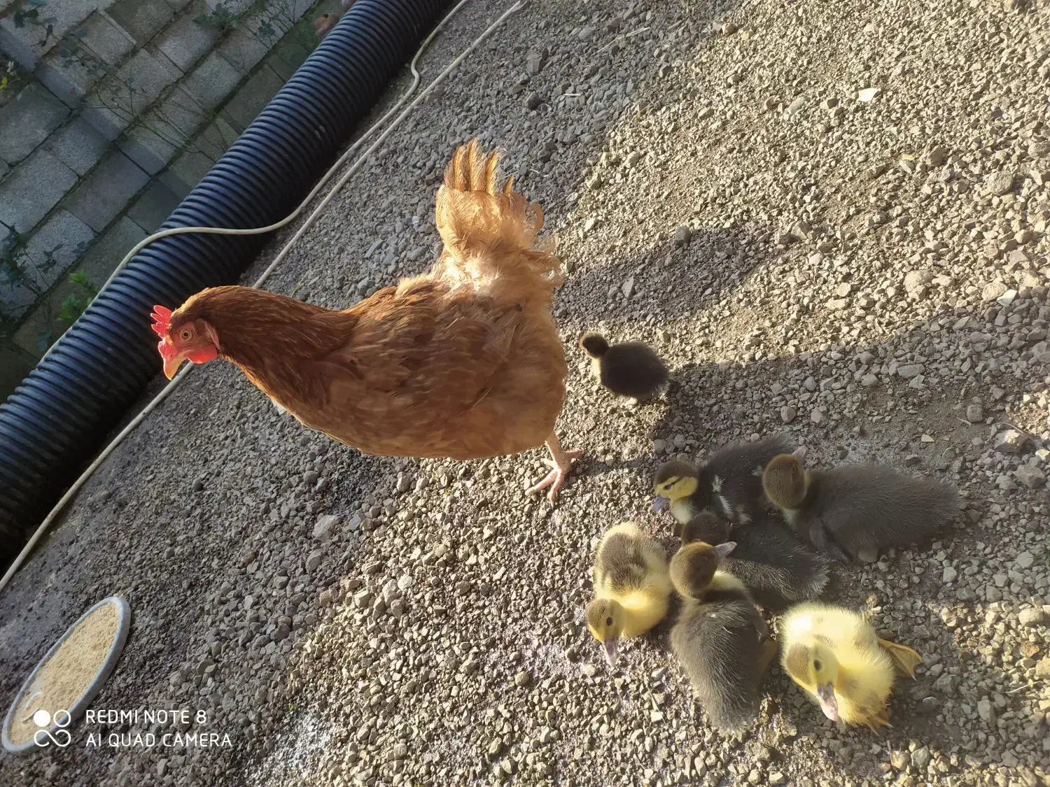 جوجه اردک اصلاحی ،اسراییلی ،روسی یاموسکویی|حیوانات مزرعه|رشت, جماران|دیوار